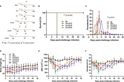 The Cross-Species Immunity During Acute Babesia Co-Infection in Mice